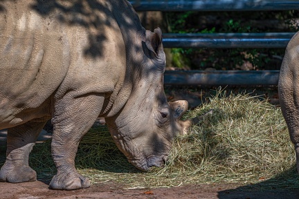 184-white rhino