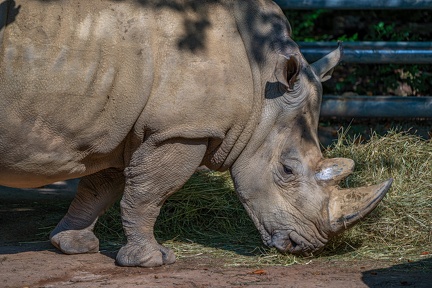 186-white rhino