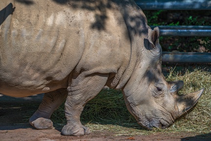 187-white rhino