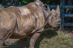 189-white rhino