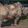 190-white rhino