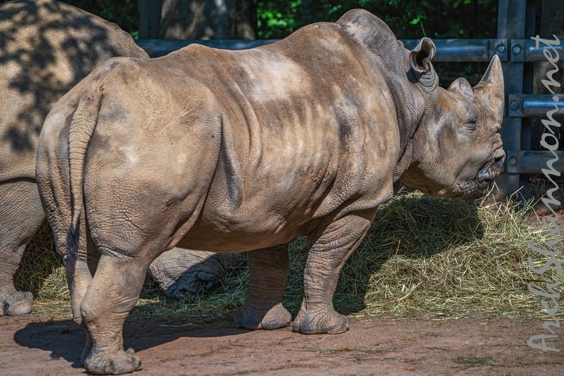 191-white rhino.jpg