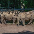 192-white rhino