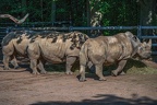 192-white rhino