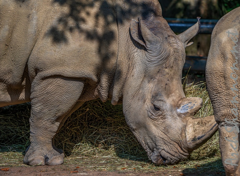 193-white rhino