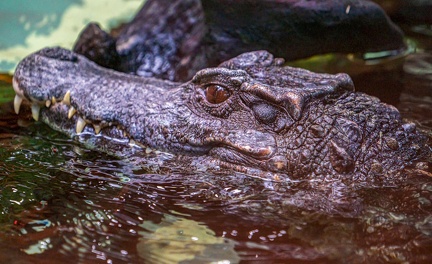 213-crocodile