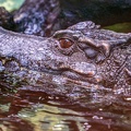 214-crocodile
