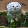 0579-zoo dortmund-snowy owl