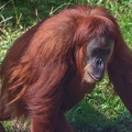 0580-zoo dortmund-sumatra orang-utan