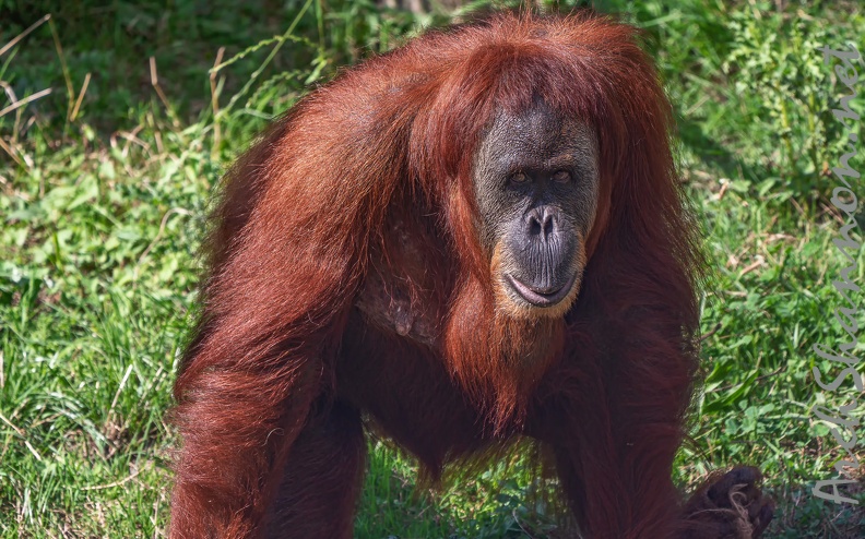 0581-zoo dortmund-sumatra orang-utan