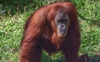 0581-zoo dortmund-sumatra orang-utan