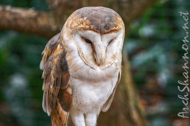 0582-zoo dortmund-barn owl.jpg