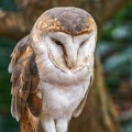 0582-zoo dortmund-barn owl