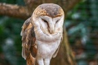 0582-zoo dortmund-barn owl