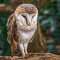0583-zoo dortmund-barn owl