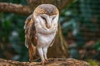 0583-zoo dortmund-barn owl