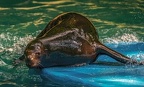 0584-zoo dortmund-california sea lion