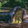 0585-zoo dortmund-california sea lion