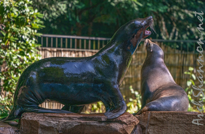 0586-zoo dortmund-california sea lion