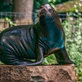 0587-zoo dortmund-california sea lion