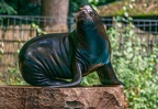 0587-zoo dortmund-california sea lion