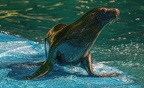 0589-zoo dortmund-california sea lion