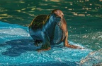 0590-zoo dortmund-california sea lion
