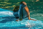 0591-zoo dortmund-california sea lion