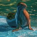 0592-zoo dortmund-california sea lion