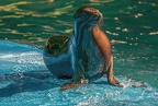 0592-zoo dortmund-california sea lion