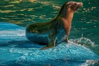 0593-zoo dortmund-california sea lion