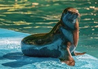 0595-zoo dortmund-california sea lion