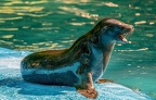 0596-zoo dortmund-california sea lion
