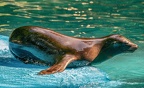 0597-zoo dortmund-california sea lion