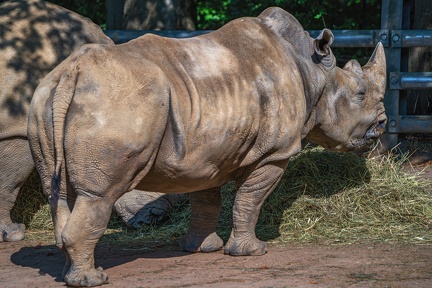 0611-zoo dortmund-white rhino