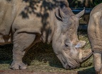 0612-zoo dortmund-white rhino