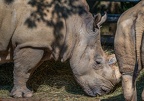 0613-zoo dortmund-white rhino