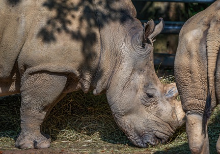 0613-zoo dortmund-white rhino