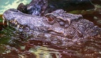 0616-zoo dortmund-crocodile