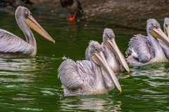 0001-gannet pelican
