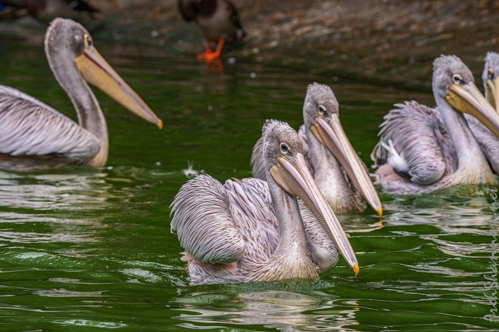 0001-gannet pelican