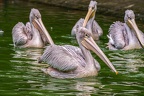 0002-gannet pelican