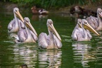 0003-gannet pelican
