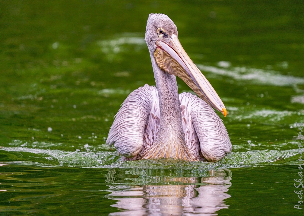 0004-gannet pelican