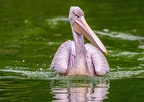 0004-gannet pelican