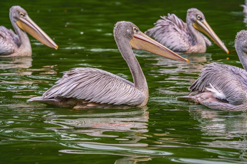 0005-gannet pelican.jpg