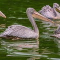 0005-gannet pelican