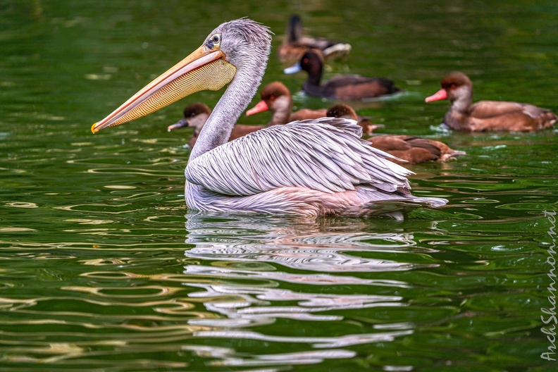 0006-gannet pelican