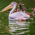 0006-gannet pelican