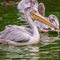 0007-gannet pelican